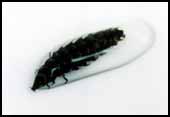 ゲンジボタル幼虫