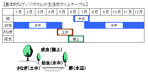 ホタル生活史タイムテーブルです