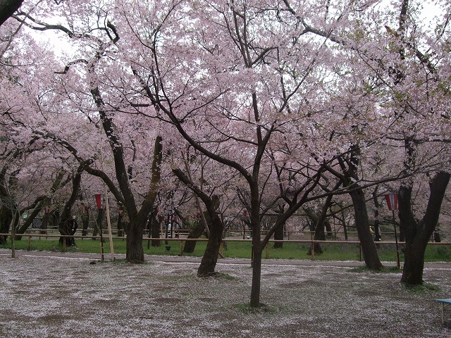 サクラ風景