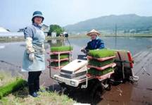 田植えの写真