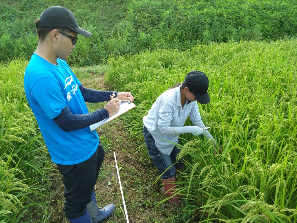 明治大学楽農４Hクラブワーキングホリデー