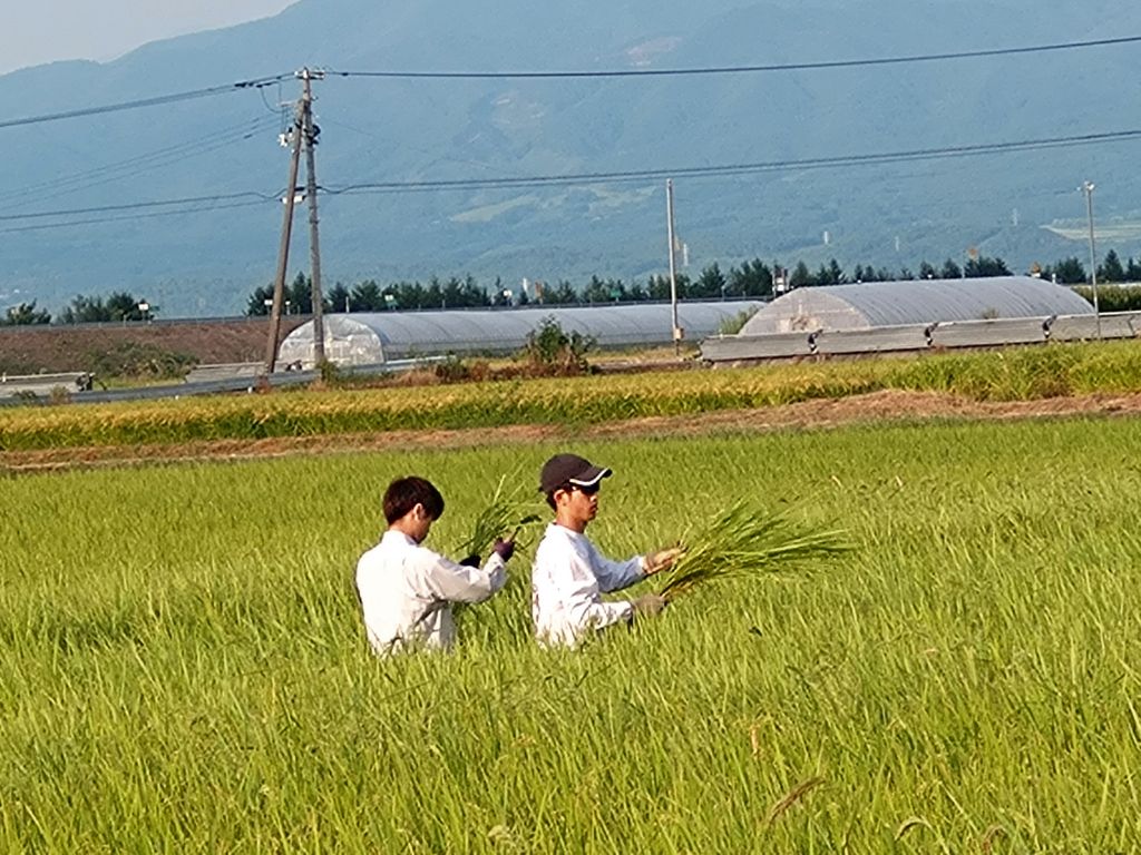 明治大学楽農４Hクラブワーキングホリデー