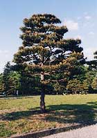 赤松の木の写真