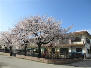 保育所桜の全景写真