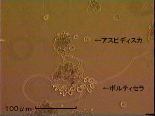 アスピディスカとボルティセラの写真.jpg