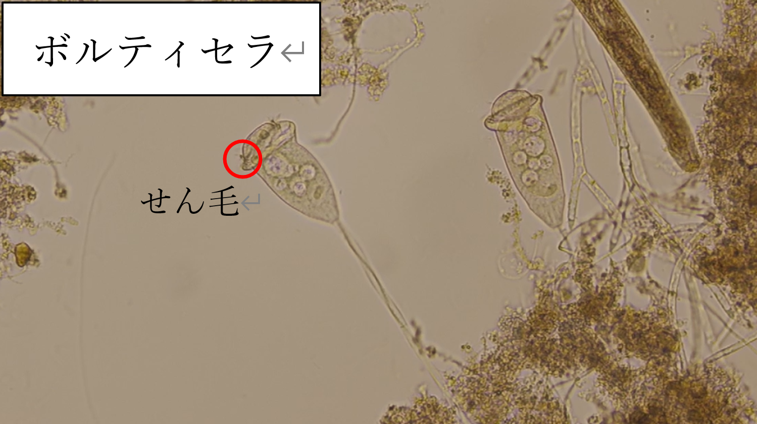 ボルティセラ ボルティセラ