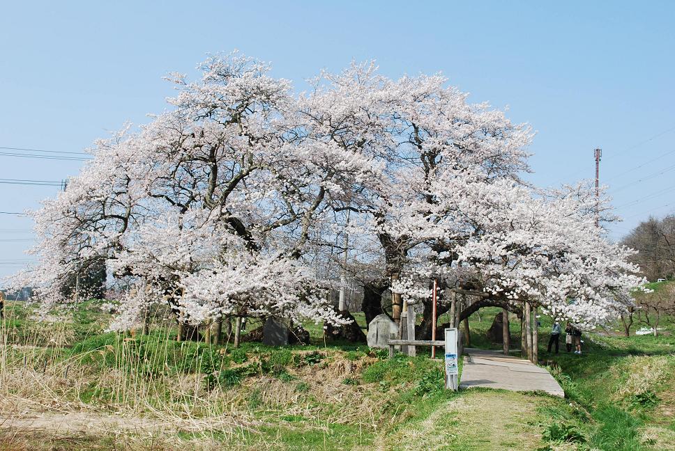 石部桜