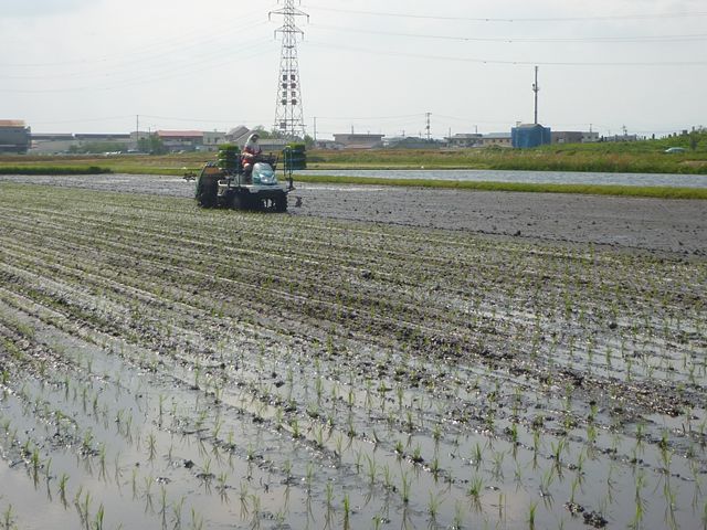 田植え（武田さん）