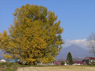 赤井の大イチョウ 003_R.jpg