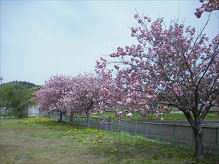 赤井の桜