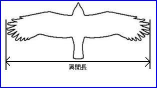 開翼長