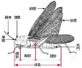 battazukai.jpg