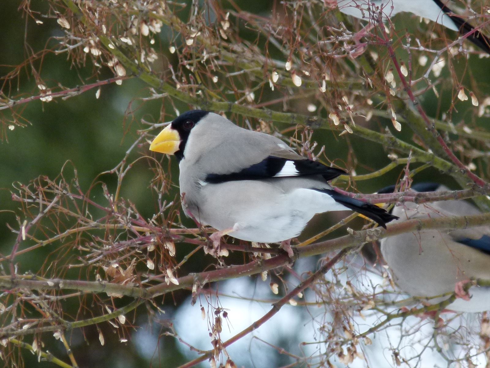 2014_0307_100321-イカル17・鶴ヶ城_R.JPG