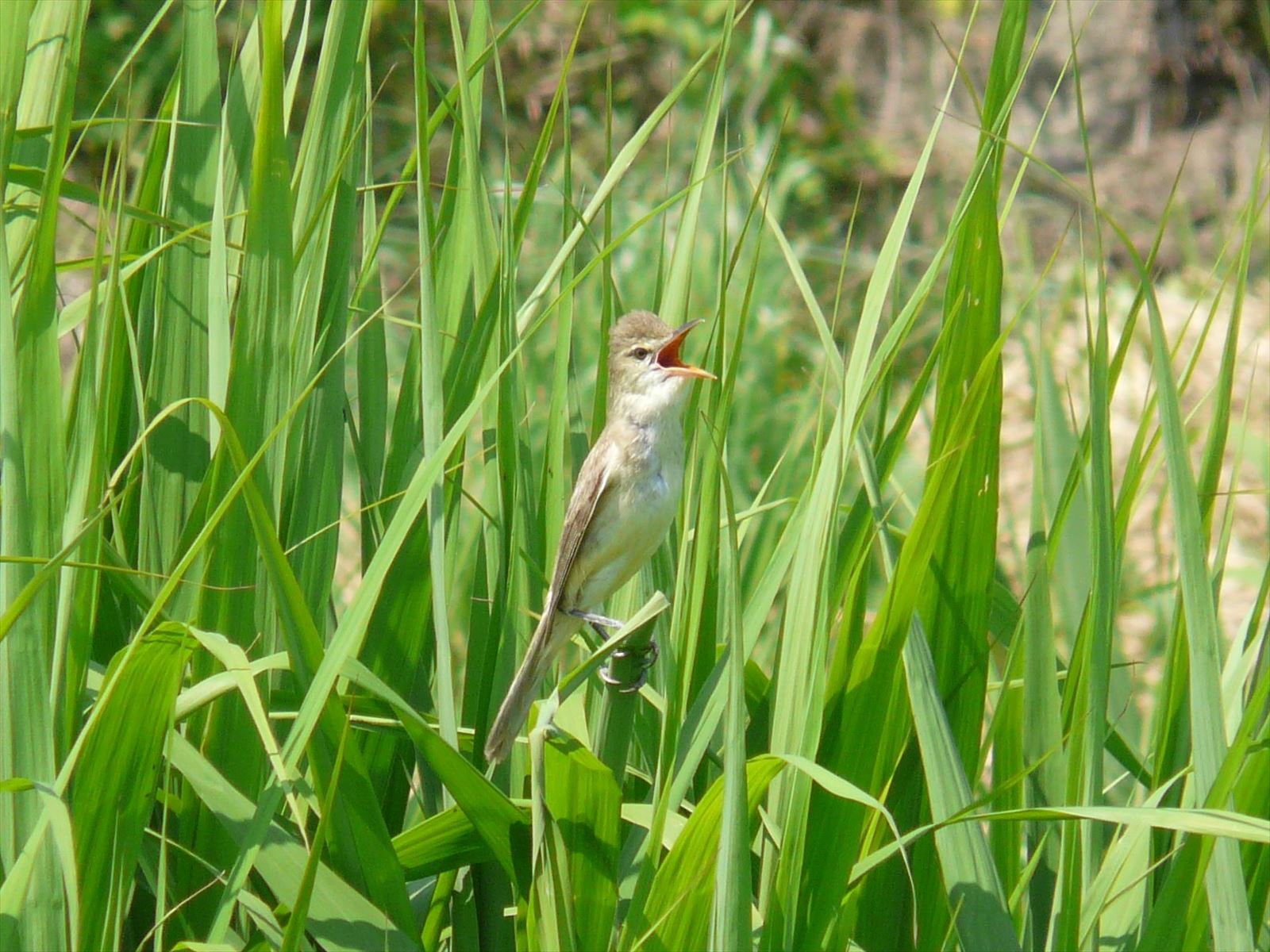 2010_0612_134110-オオヨシキリ3・湯川・錦町_R.JPG