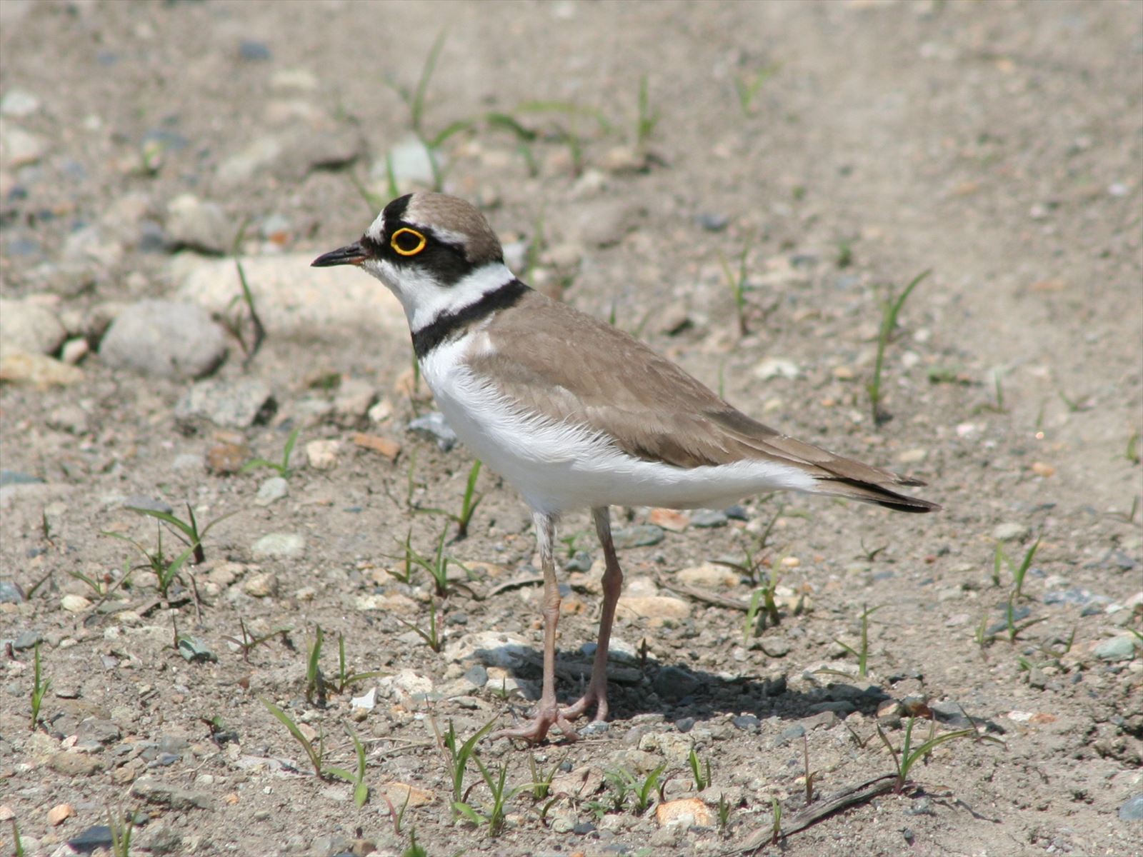 運動公園・コチドリ25_R.JPG