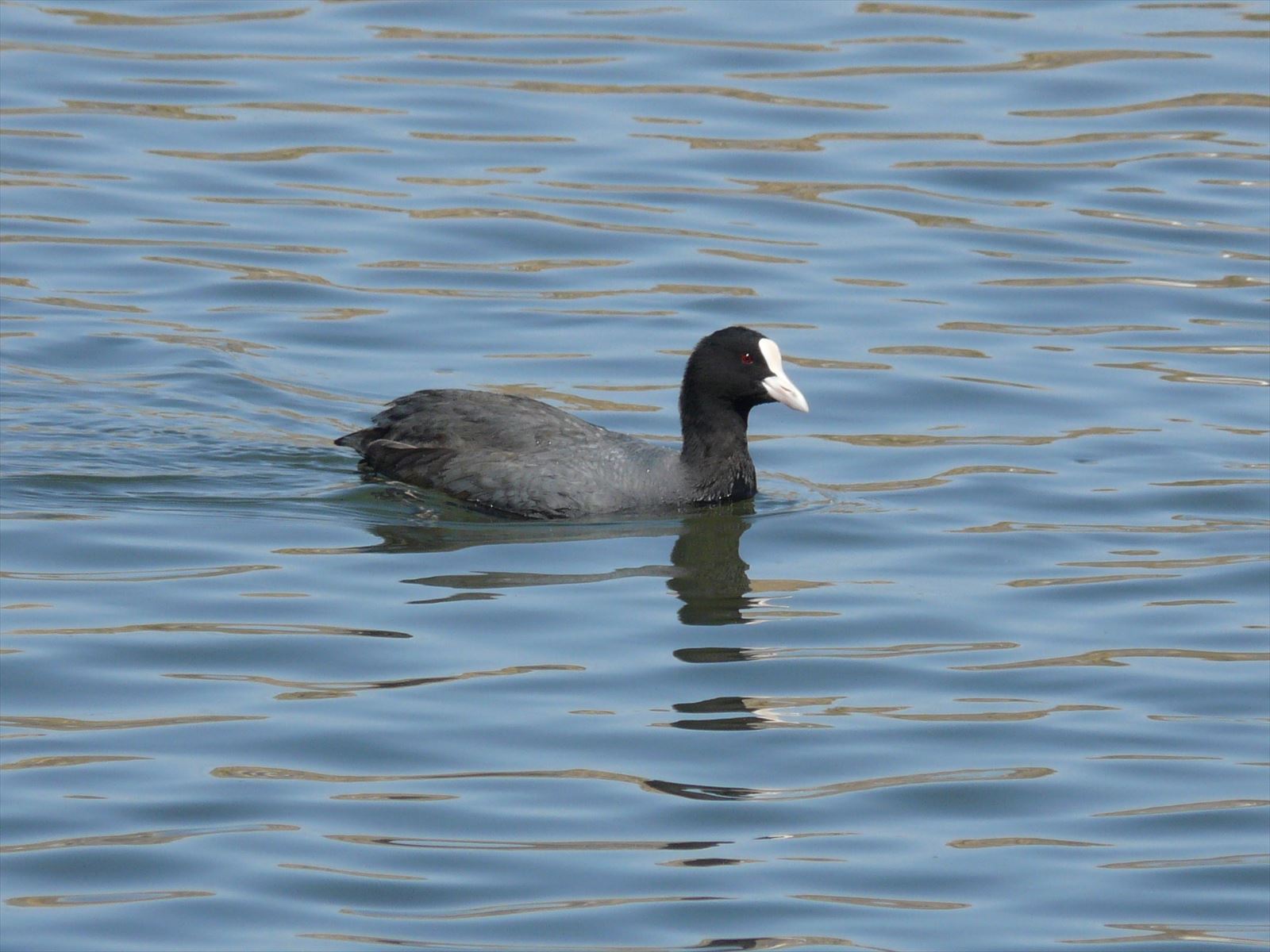 2011_0401_115016-オオバン6・湯川放水路_R.JPG