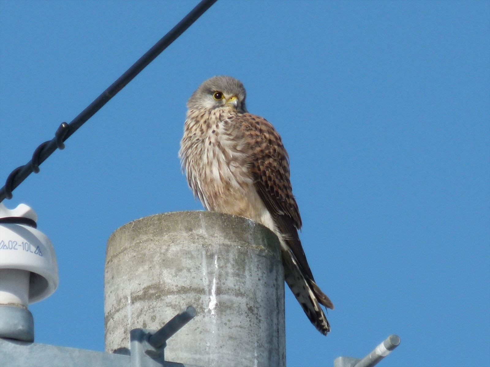 2011_1224_105553-チョウゲンボウ5・湯川放水路_R.JPG