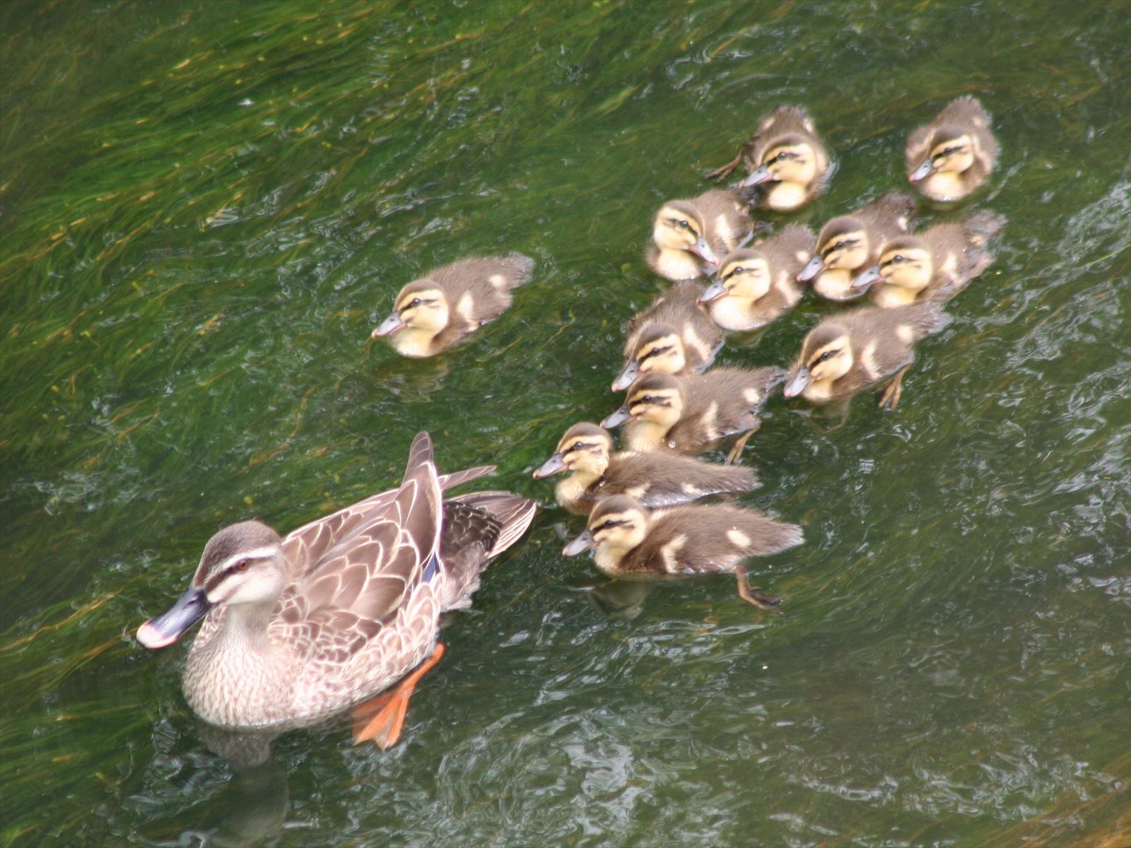 湯川橋・カルガモ親子３_R.JPG