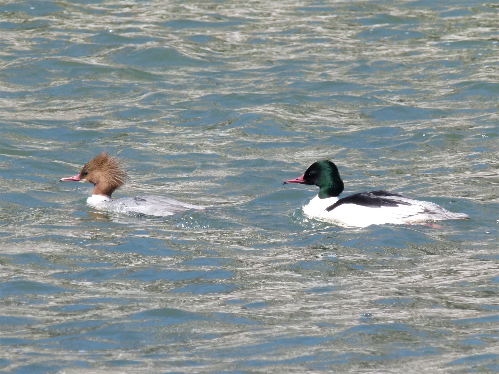 2013_0311_113011-カワアイサ23・県庁前阿武隈川_R.JPG