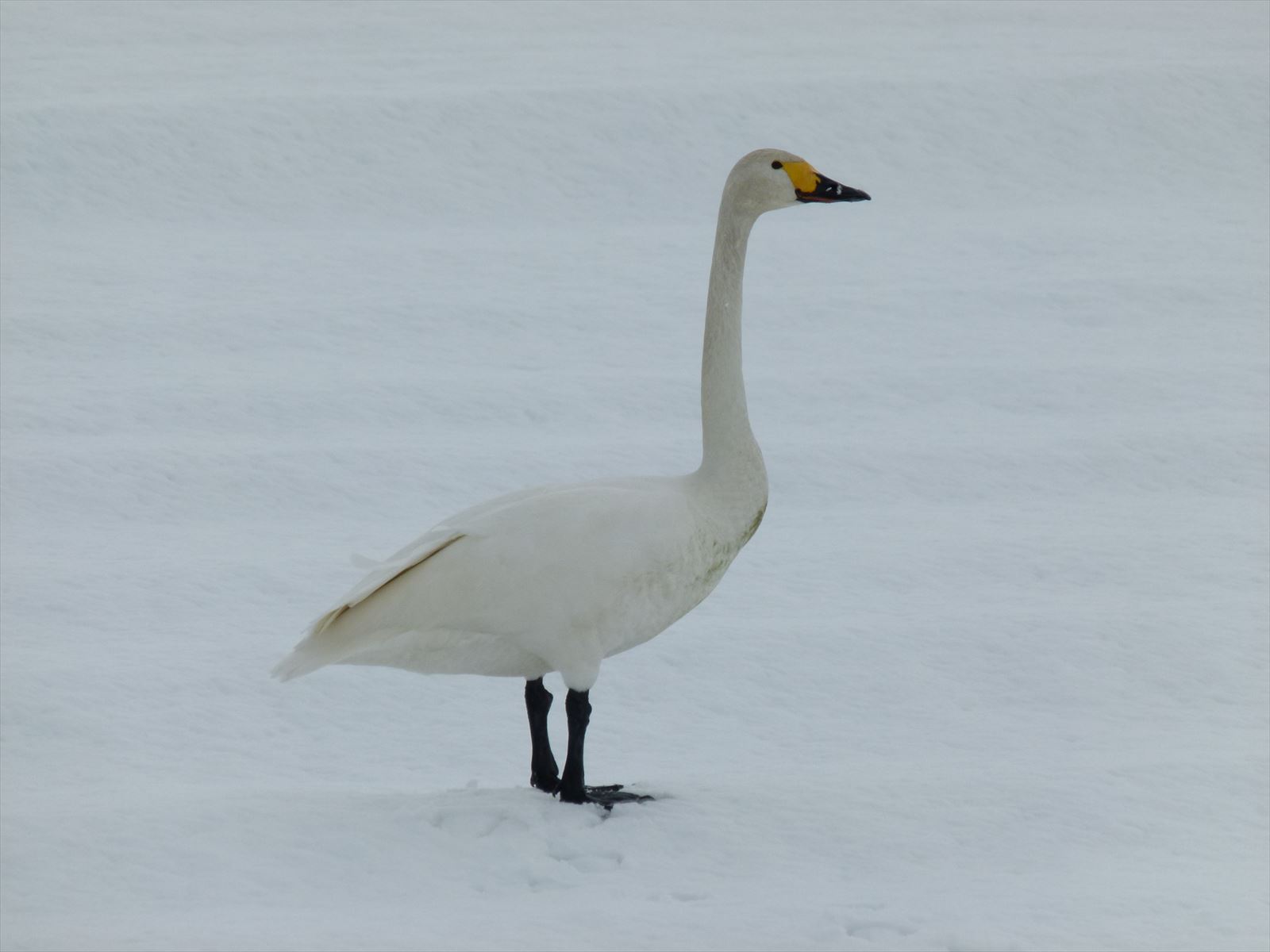 2014_0217_102330-コハクチョウ5・神指小付近_R.JPG