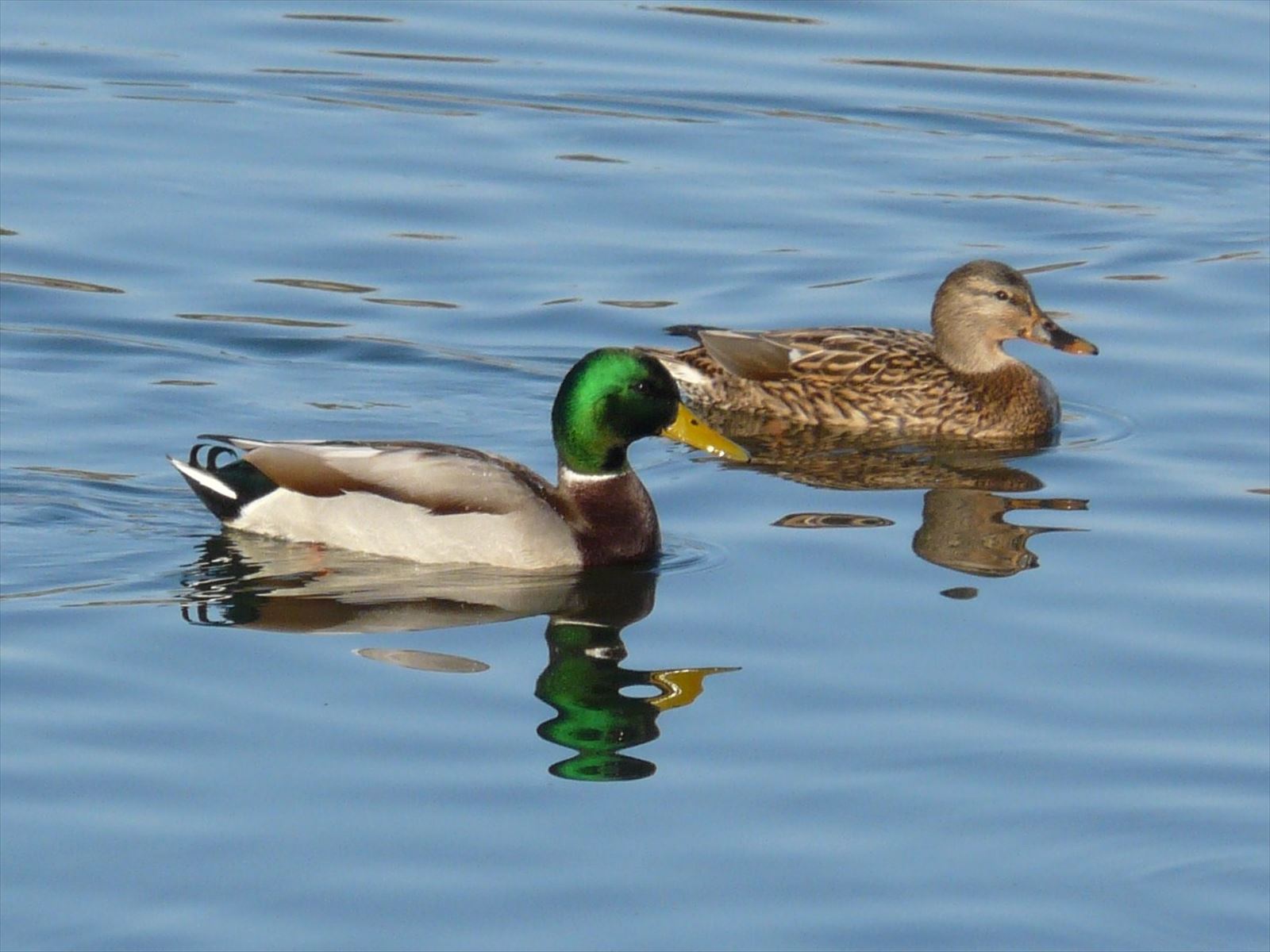 2010_1219_092022-マガモ2・湯川橋_R.JPG