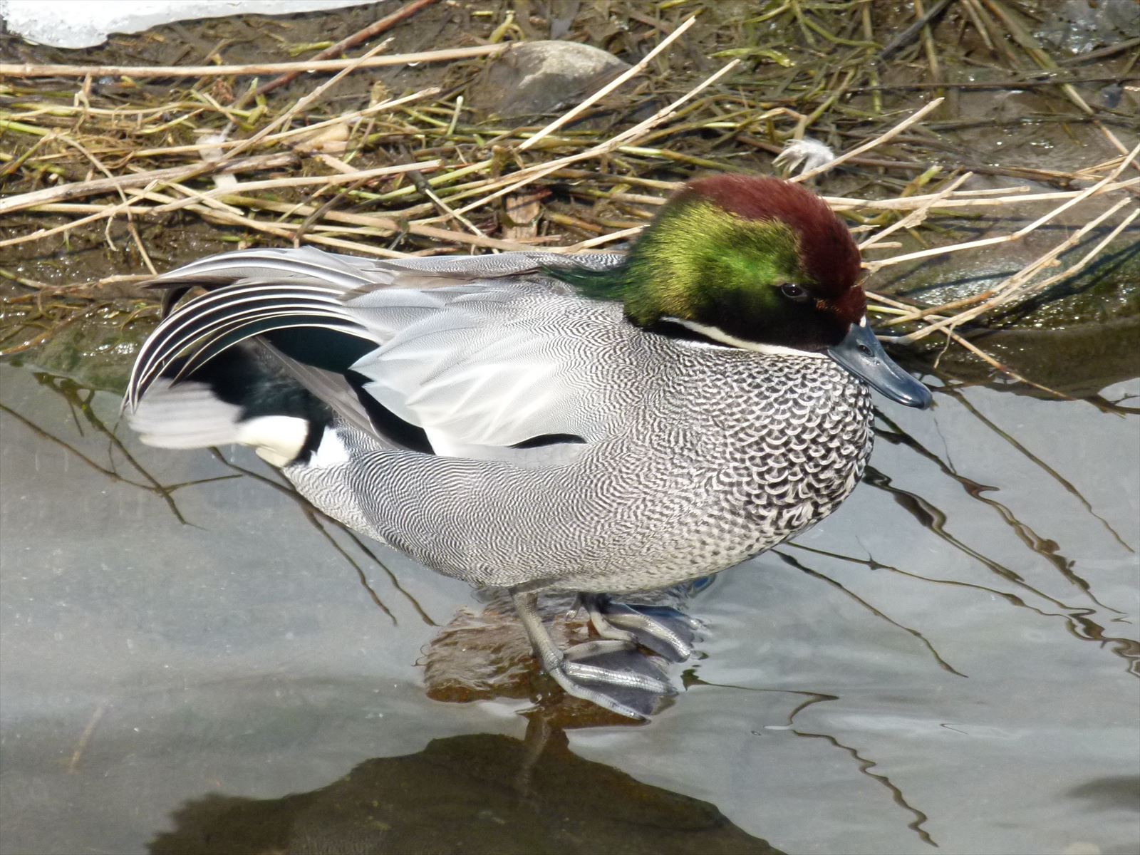 2013_0228_090933-ヨシガモ4・湯川放水路始点付近_R.JPG