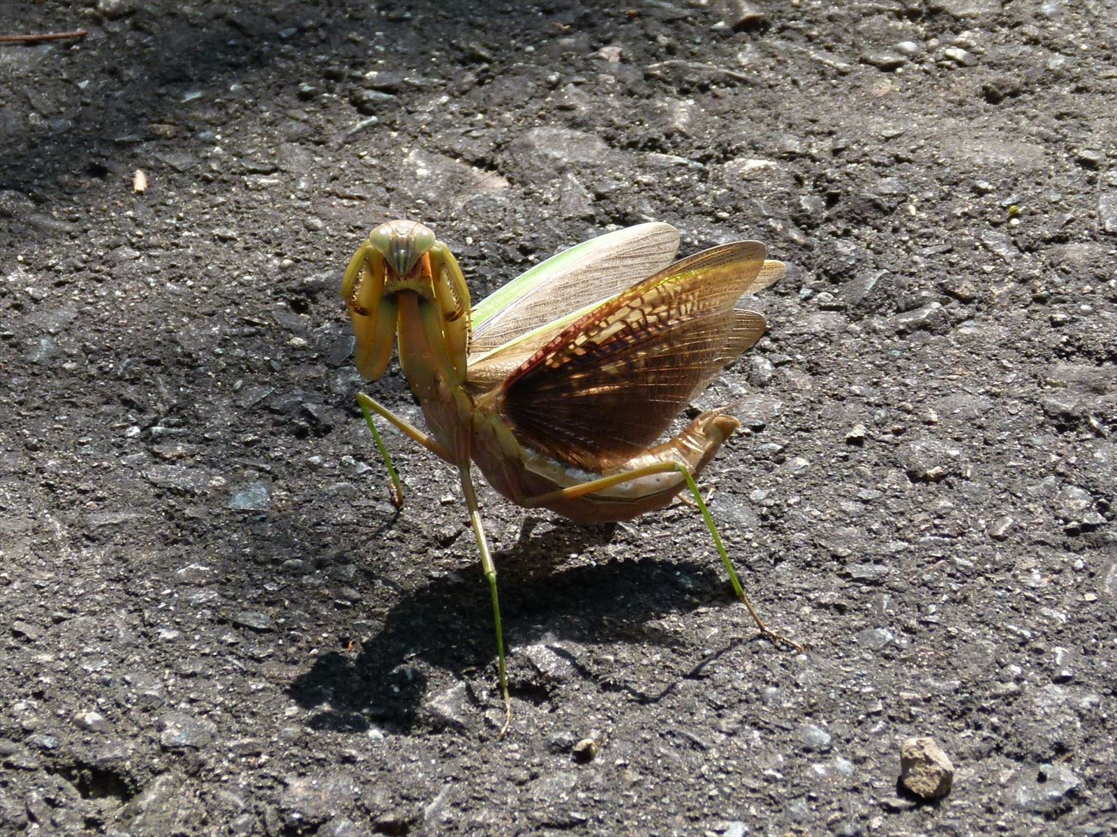 オオカマキリ