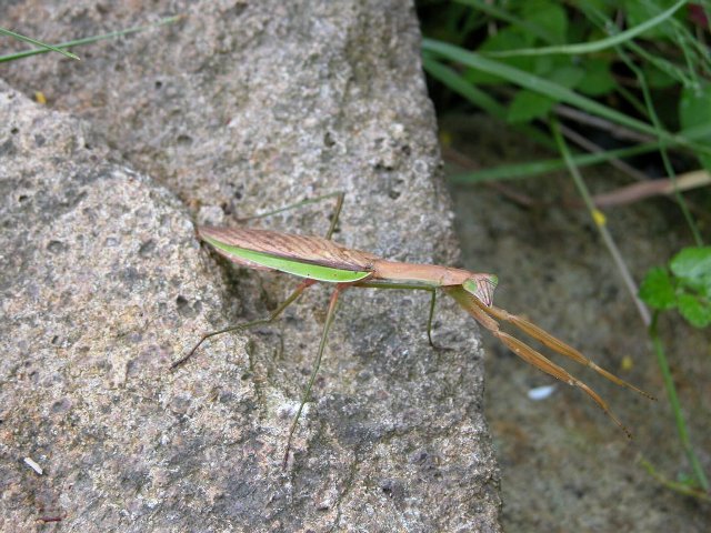 カマキリ