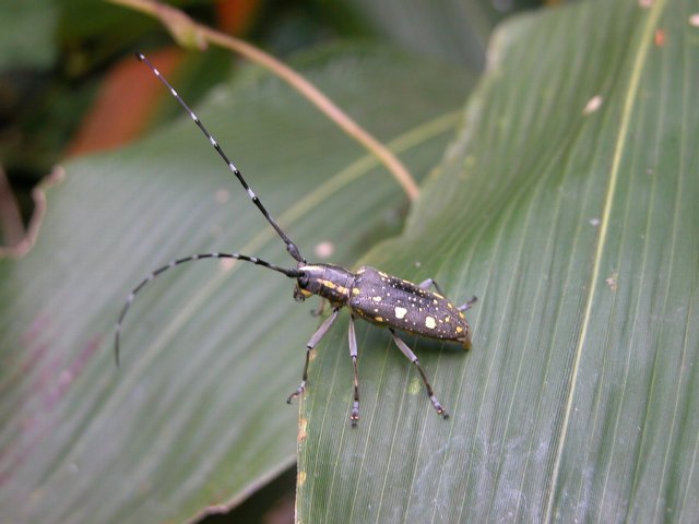 キボシカミキリ