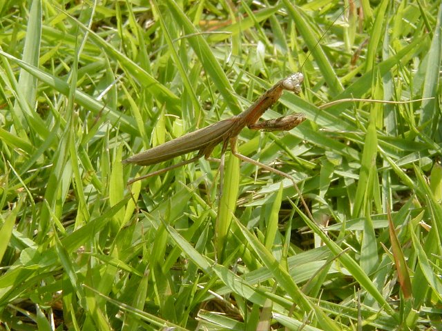 コカマキリ