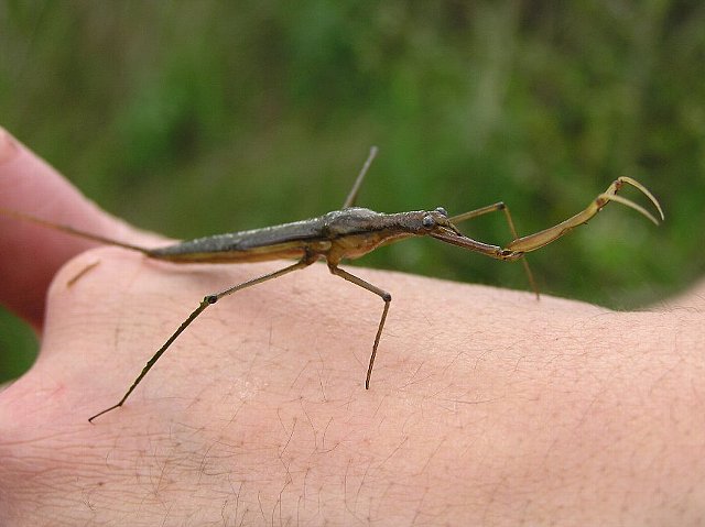 ミズカマキリ