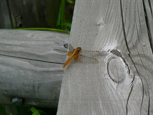 ショウジョウトンボ