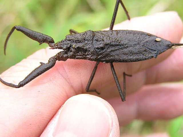 タイコウチ