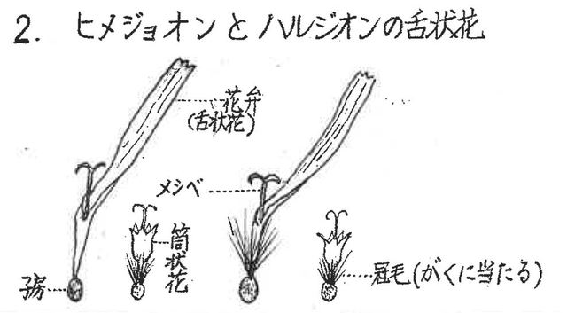 ヒメジョオンとハルジオンの舌状花