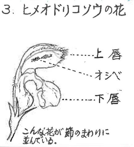 ヒメオドリコソウの花