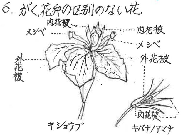 がくと花弁の区別のない花