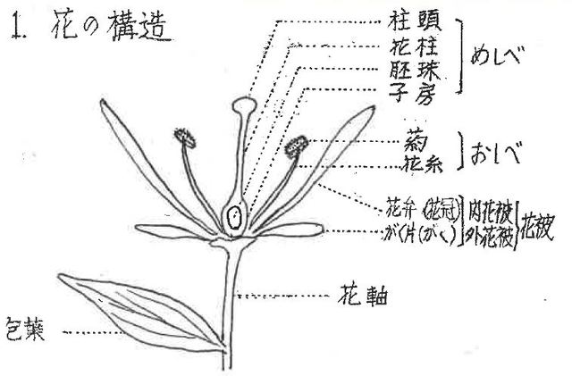 花の構造