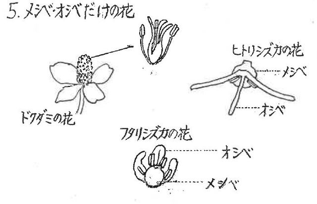 メシベ・オシベだけの花