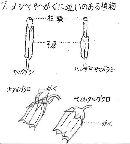 メシベやがくに違いのある花