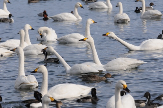 湖に鳥が集まっている写真です