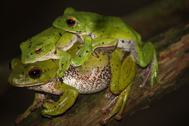 モリアオガエルの写真です