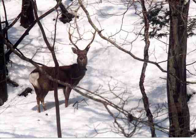 ニホンジカの写真