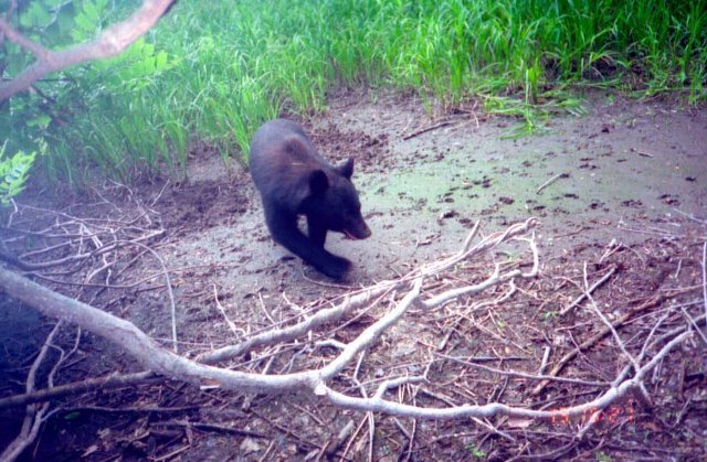 ツキノワグマの写真