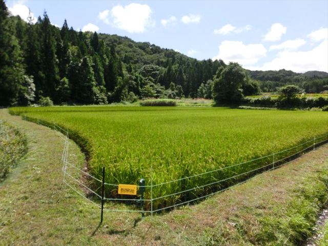 水田への電気柵設置写真.JPG