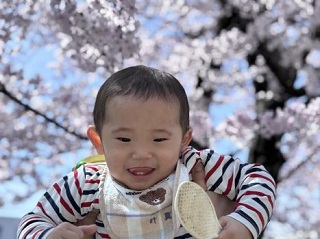桜・所庭