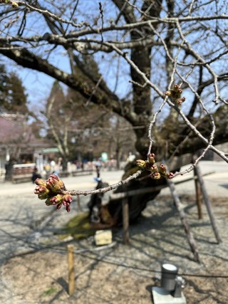 鶴ヶ城桜つぼみ