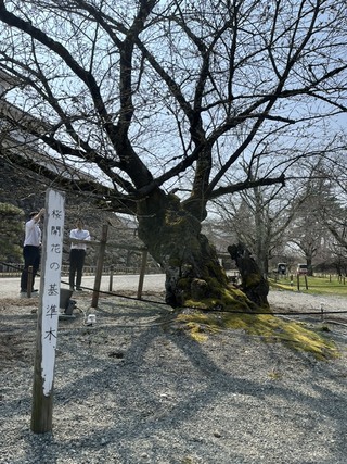鶴ヶ城桜つぼみ