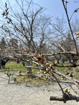 鶴ヶ城桜つぼみ