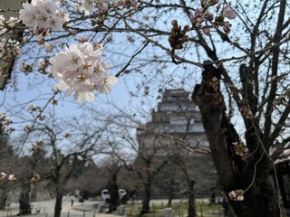 鶴ヶ城桜つぼみ