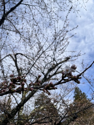 鶴ヶ城桜開花